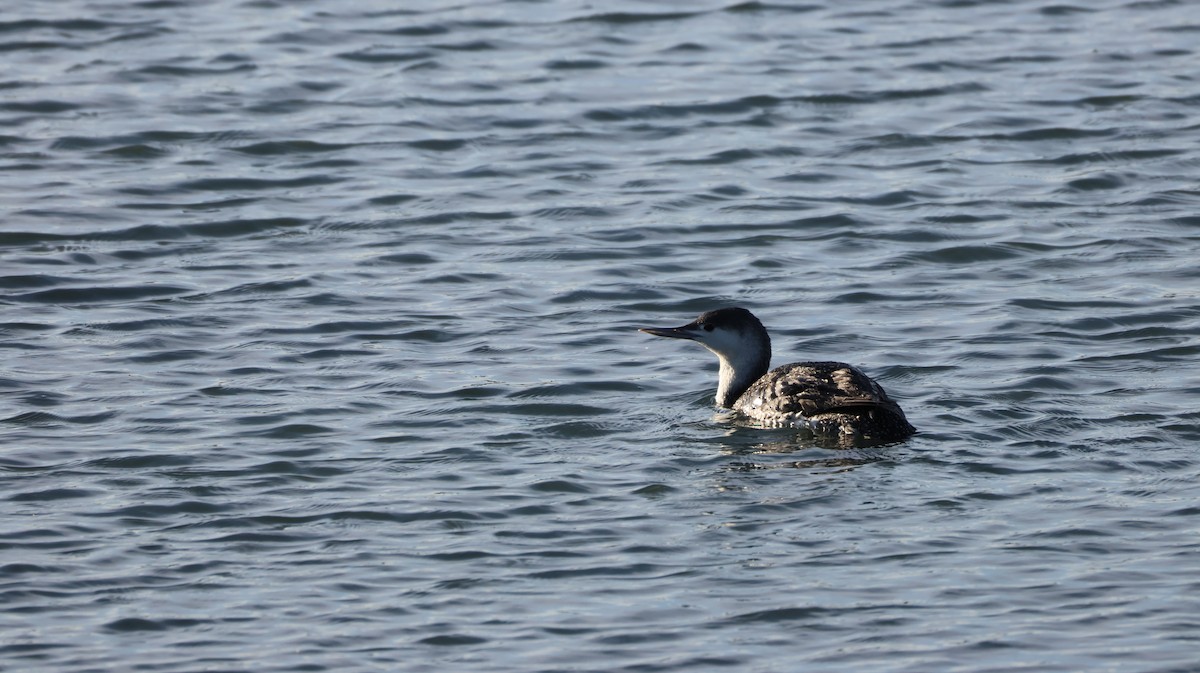 Plongeon catmarin - ML646327509
