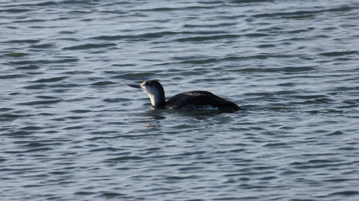 Plongeon catmarin - ML646327510