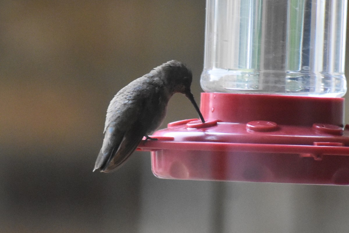 Black-chinned Hummingbird - ML646327511