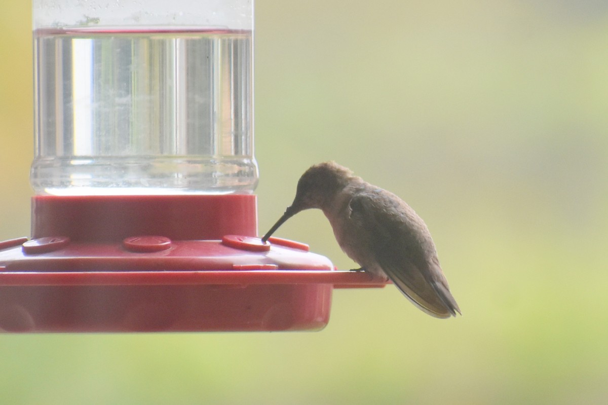 Black-chinned Hummingbird - ML646327512