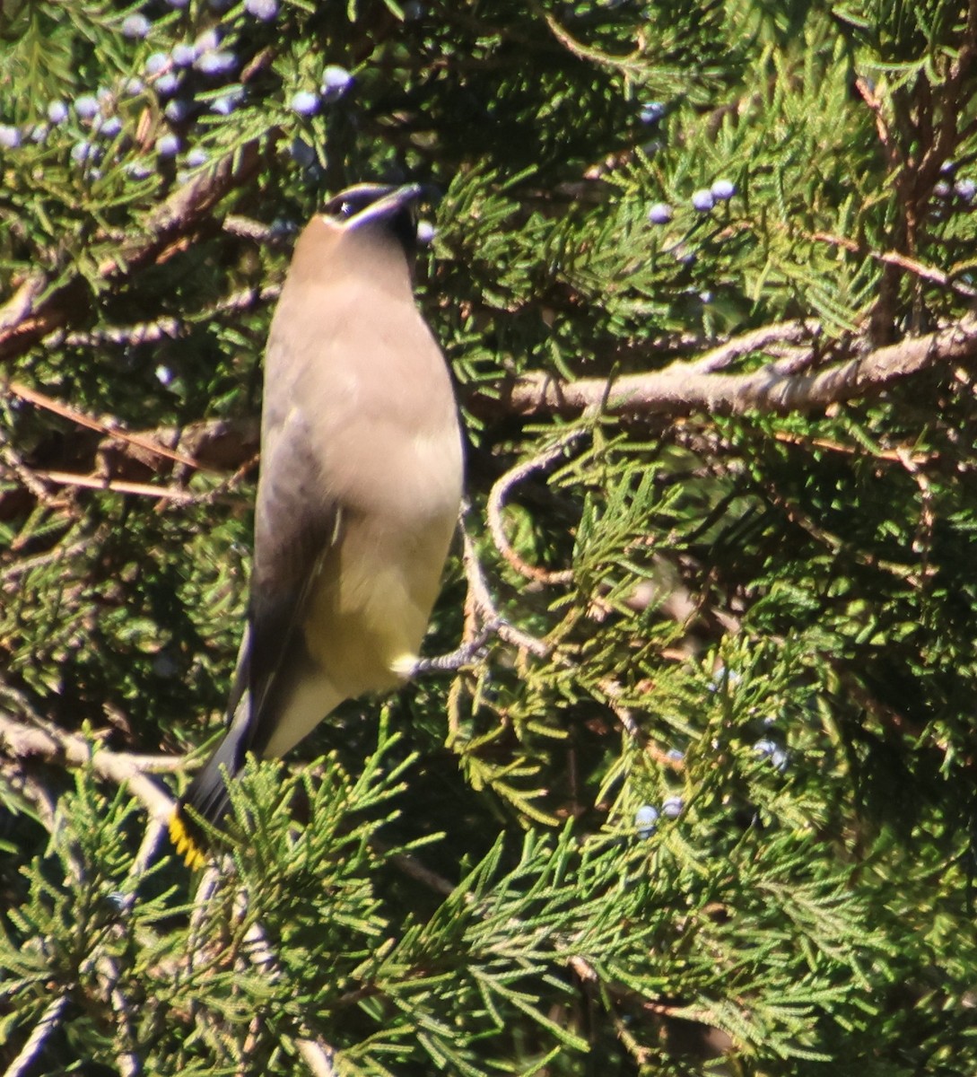 brkoslav americký - ML646327515