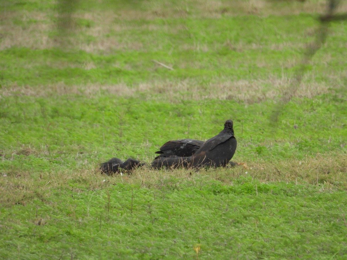 Катарта чорна - ML646327525