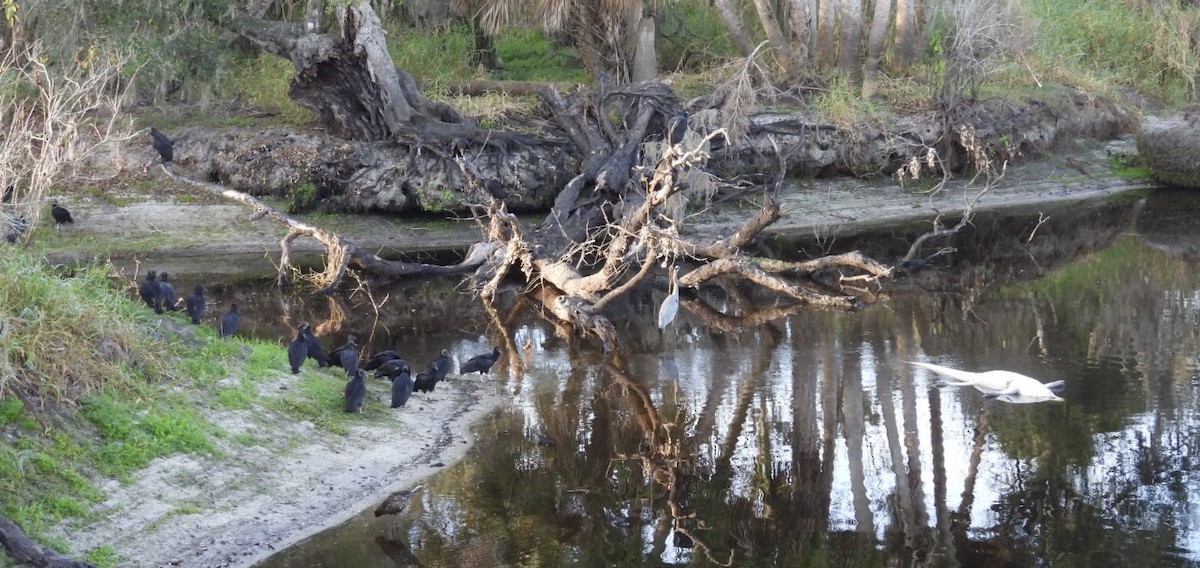 Катарта чорна - ML646327526