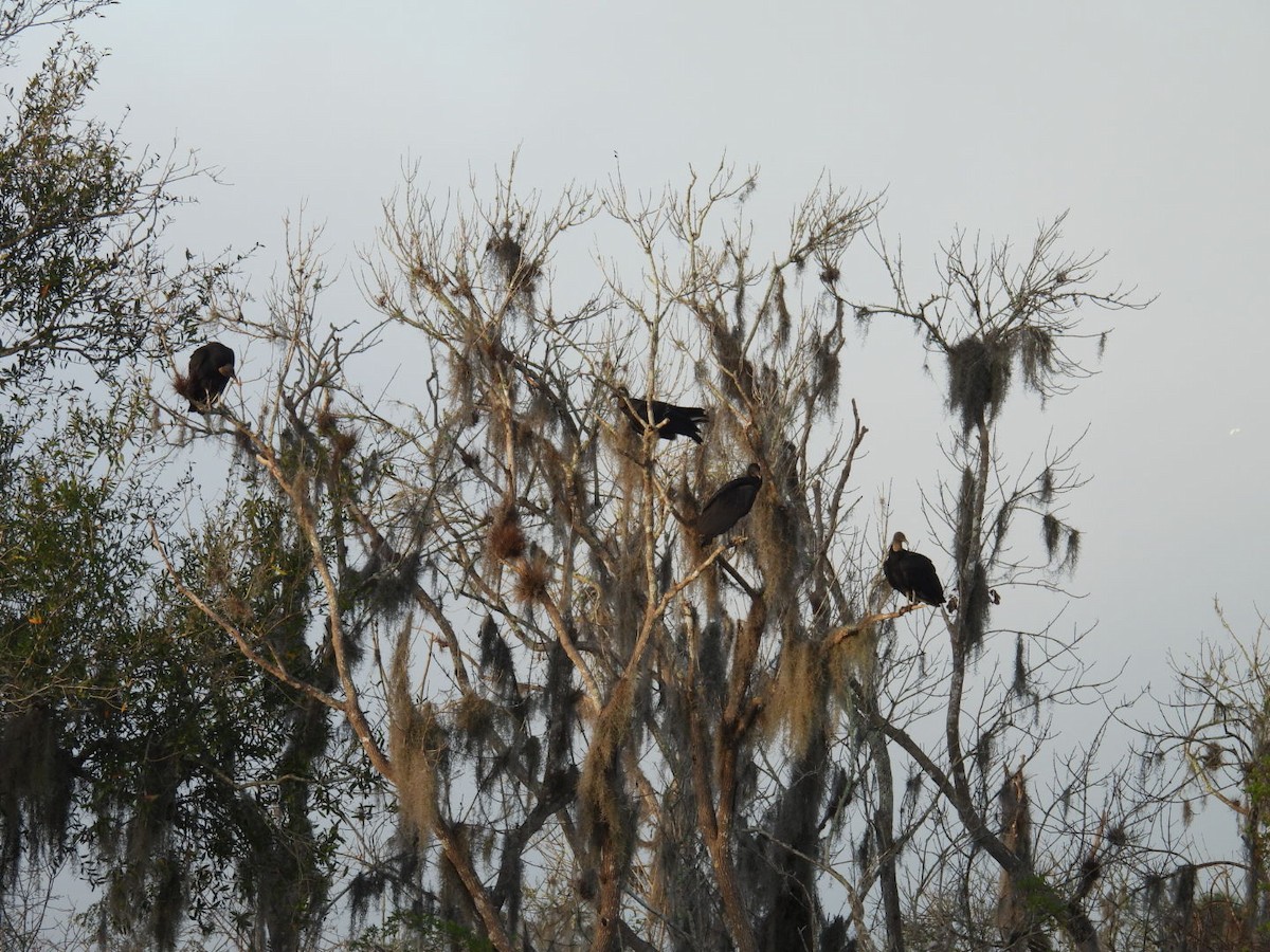 Катарта чорна - ML646327527