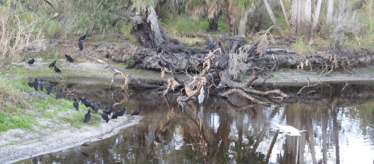 Катарта чорна - ML646327528