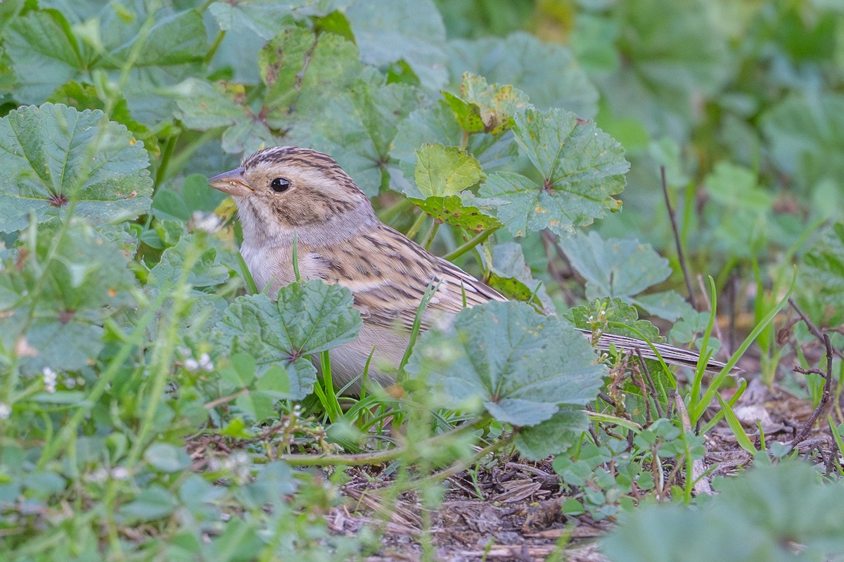 Clay-colored Sparrow - ML646327535