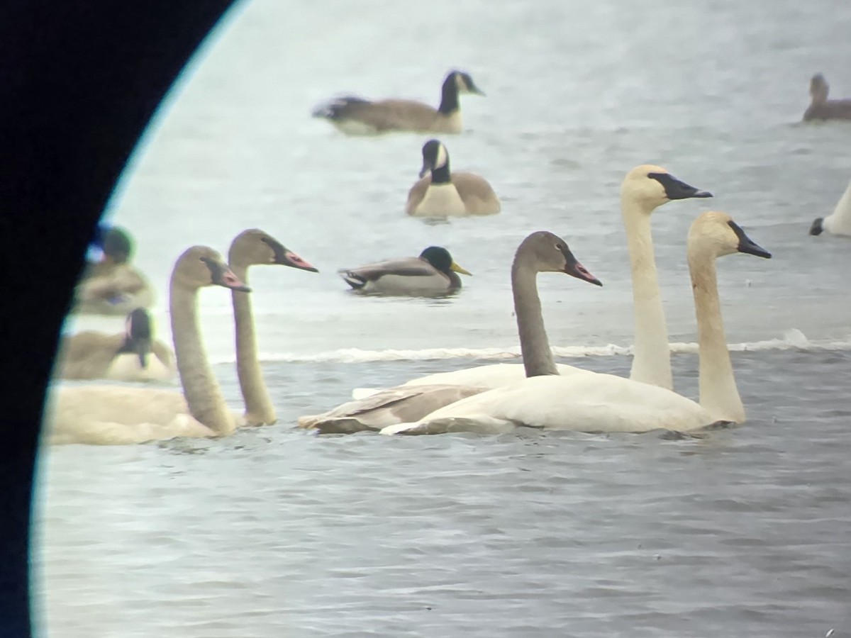 Trumpeter Swan - ML646327553