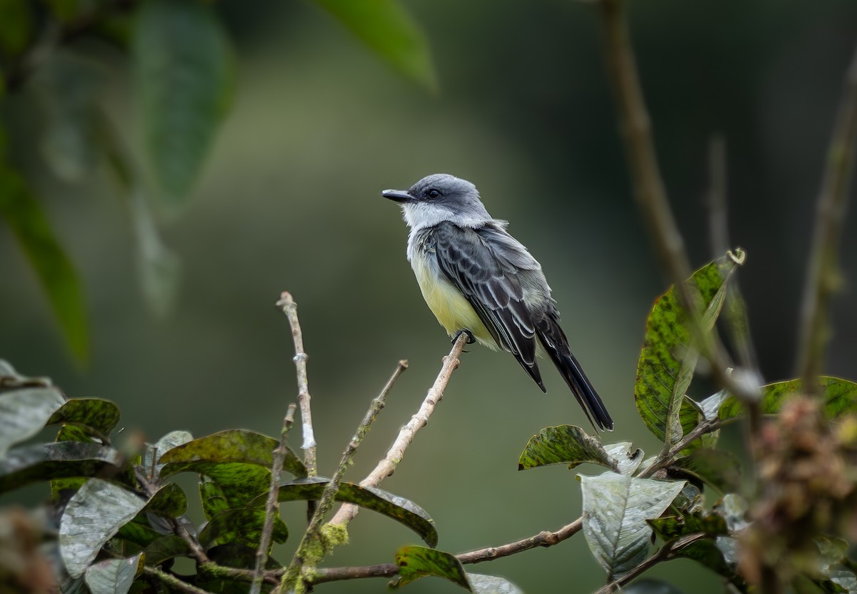 Snowy-throated Kingbird - ML646327567