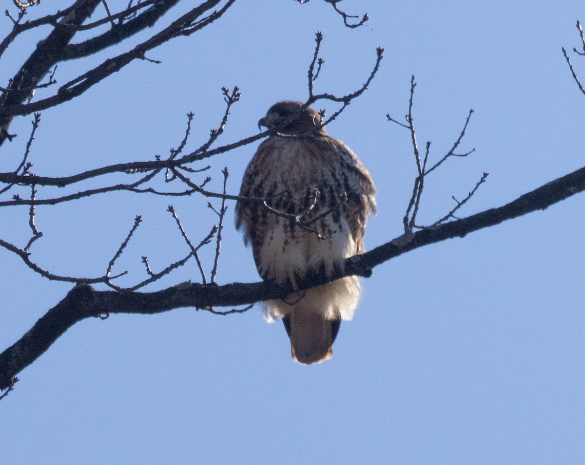 Red-tailed Hawk - ML646327574