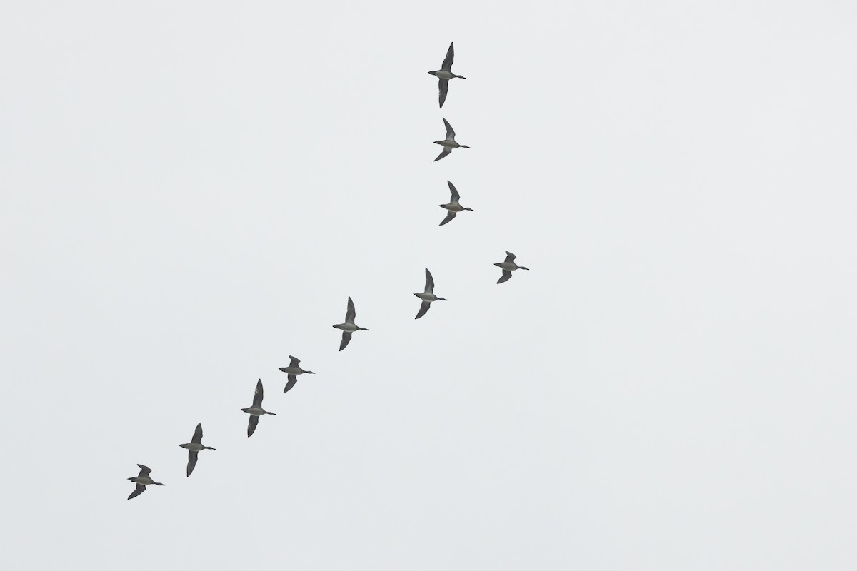 American Wigeon - ML646327575