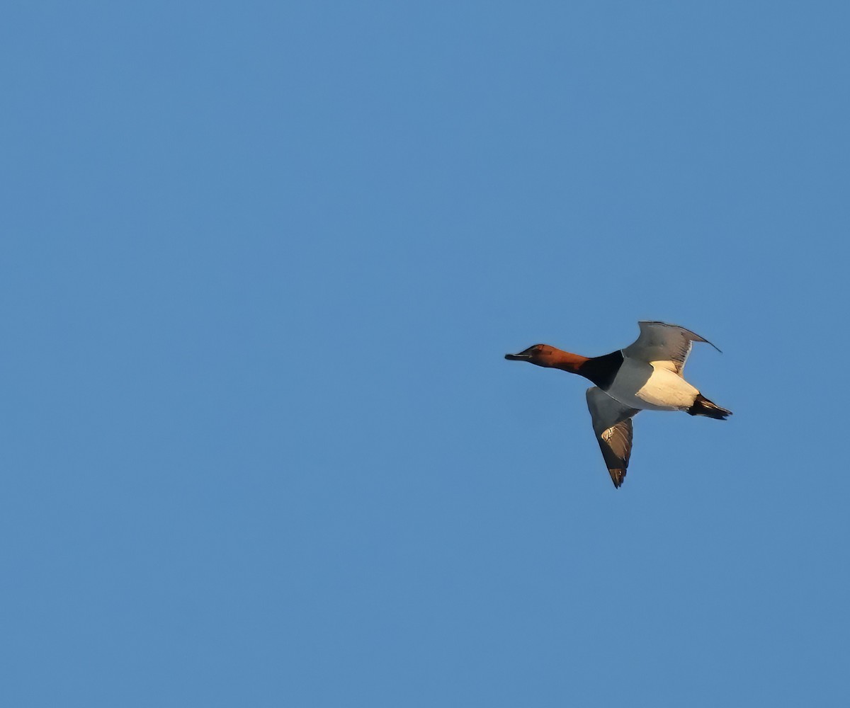 Porrón Coacoxtle - ML646327579