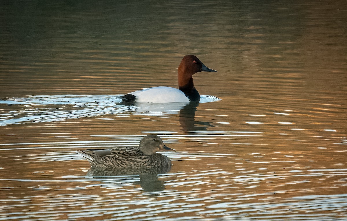 Porrón Coacoxtle - ML646327580