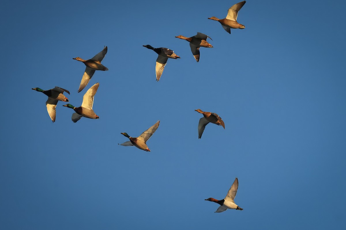 Porrón Coacoxtle - ML646327581