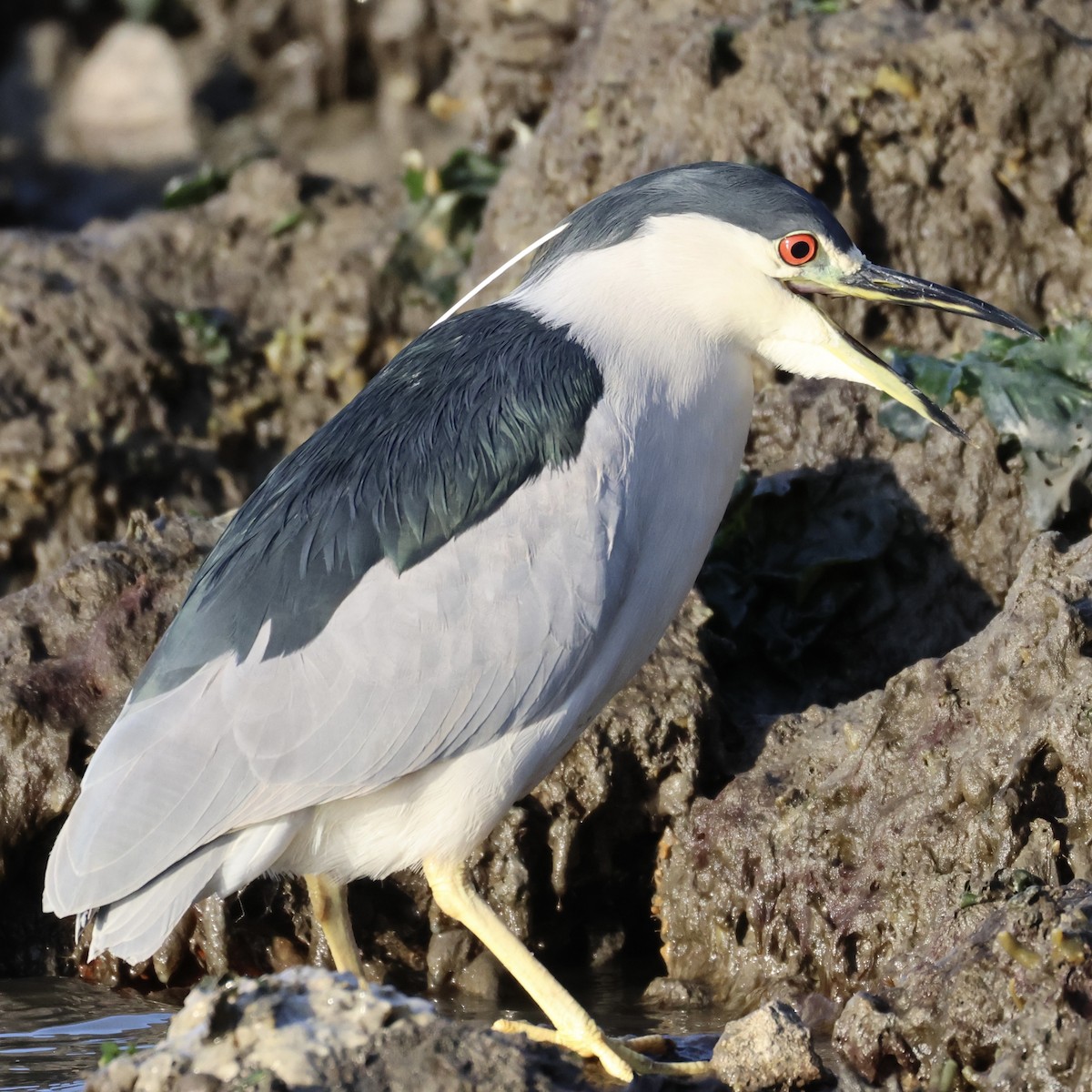 Black-crowned Night Heron - ML646327582