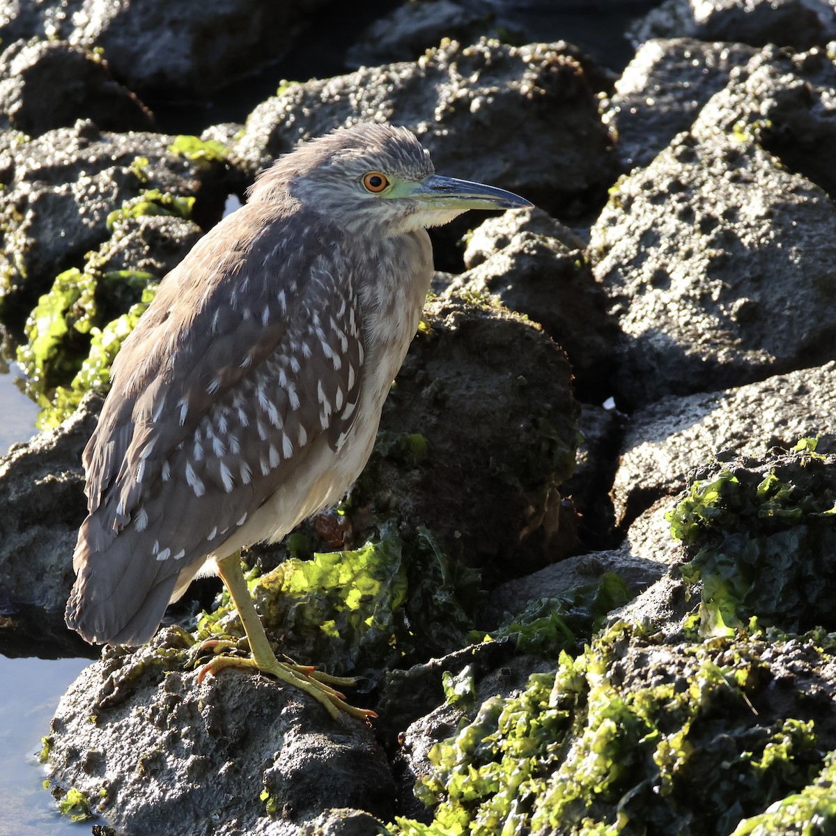 Black-crowned Night Heron - ML646327583