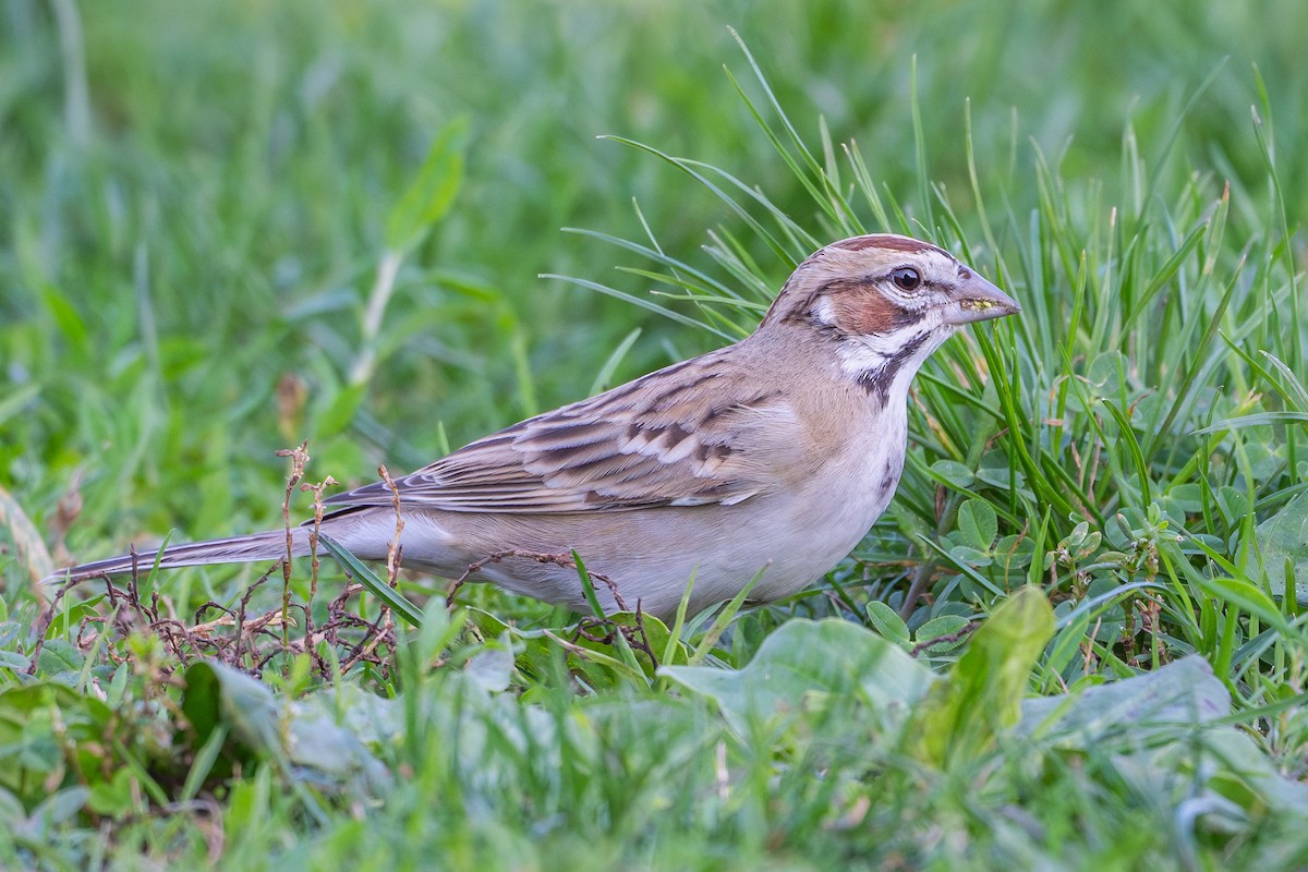 Lark Sparrow - ML646327584