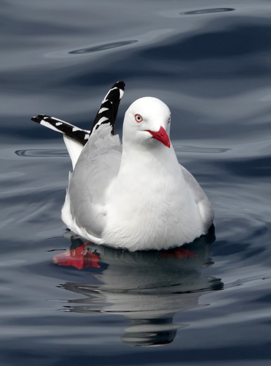 Silver Gull - ML646327586