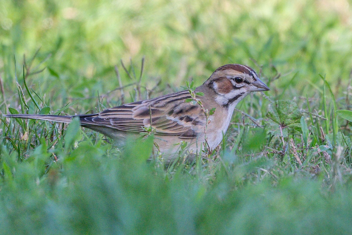Lark Sparrow - ML646327587