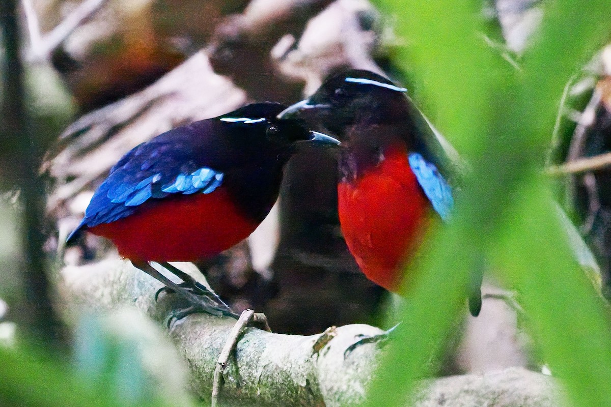 Black-crowned Pitta - ML646327588
