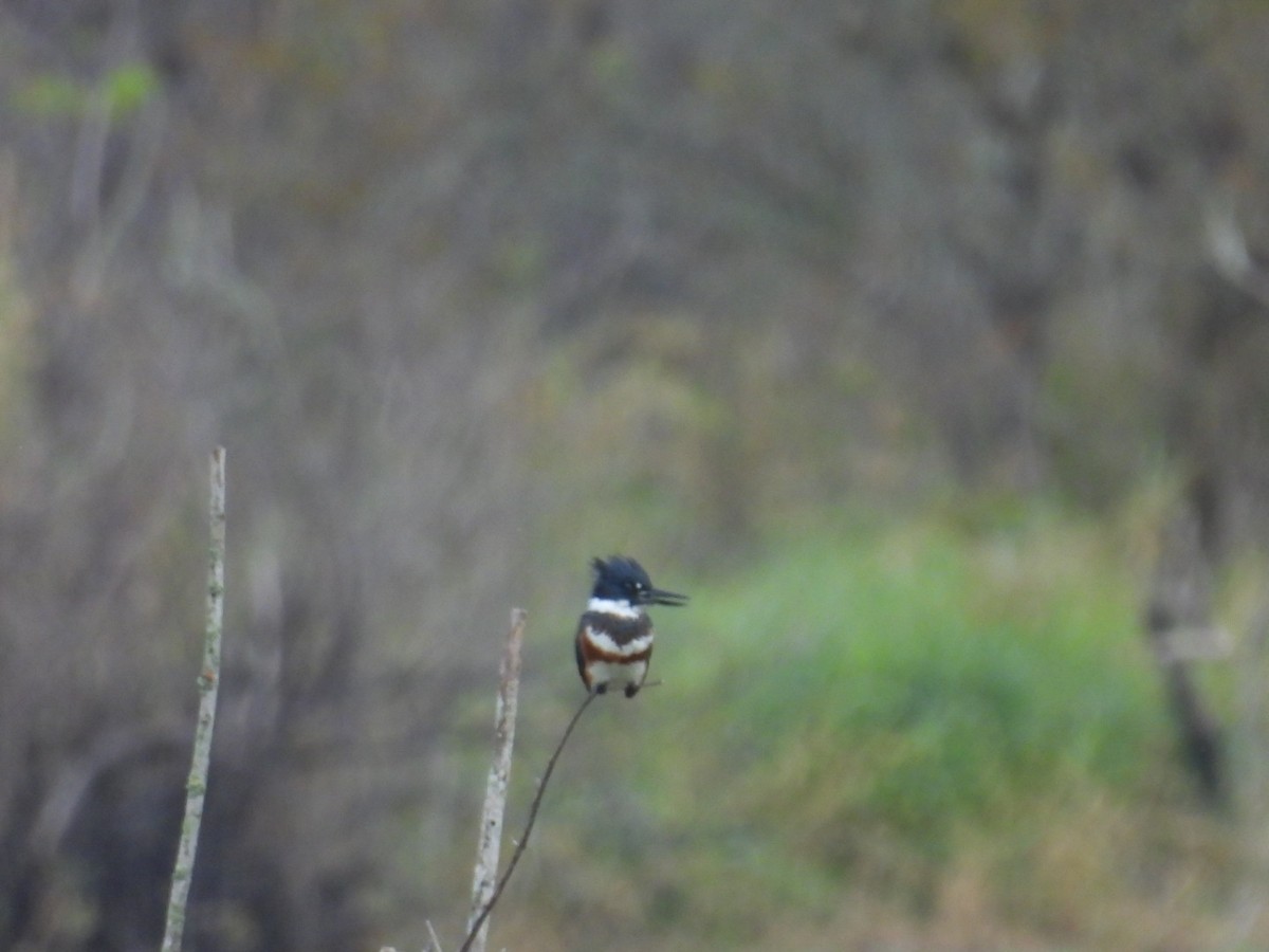 rybařík pruhoprsý - ML646327590