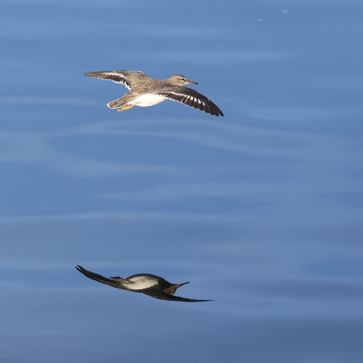 Spotted Sandpiper - ML646327591
