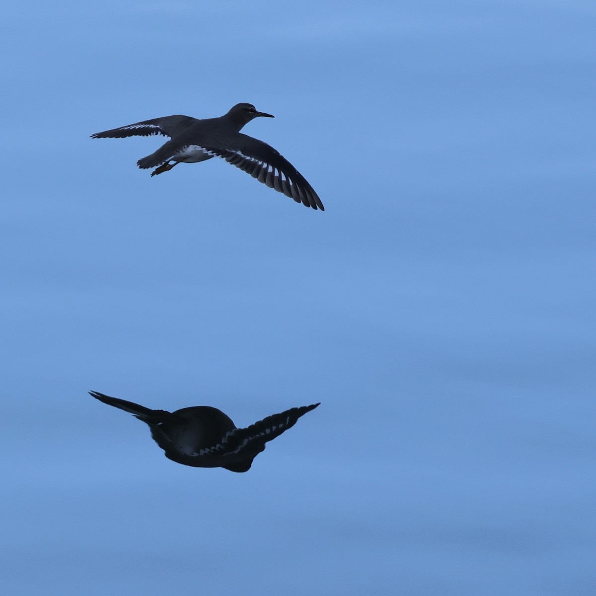 Spotted Sandpiper - ML646327592