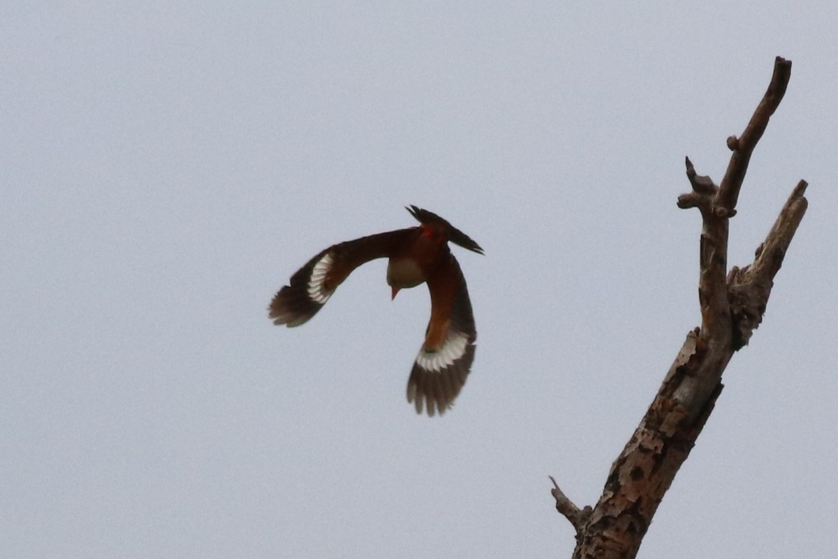 ledňáček šedohlavý - ML646327593