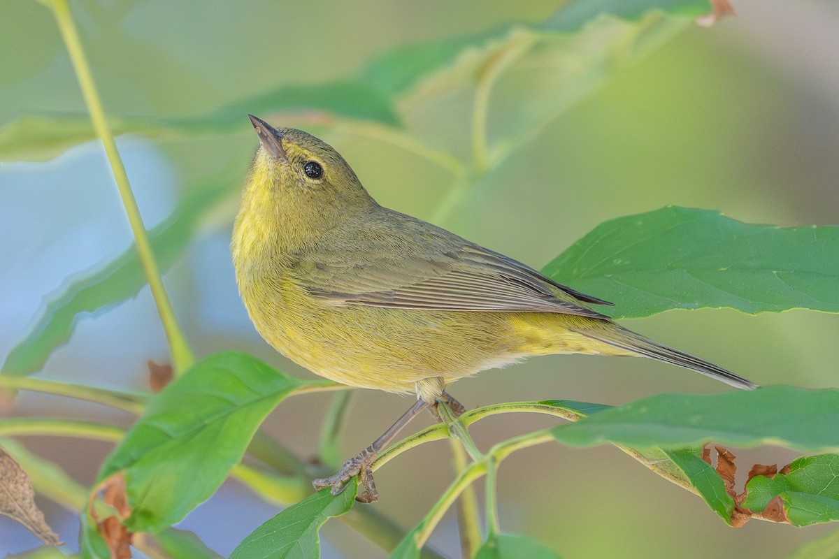 Orange-crowned Warbler - ML646327595