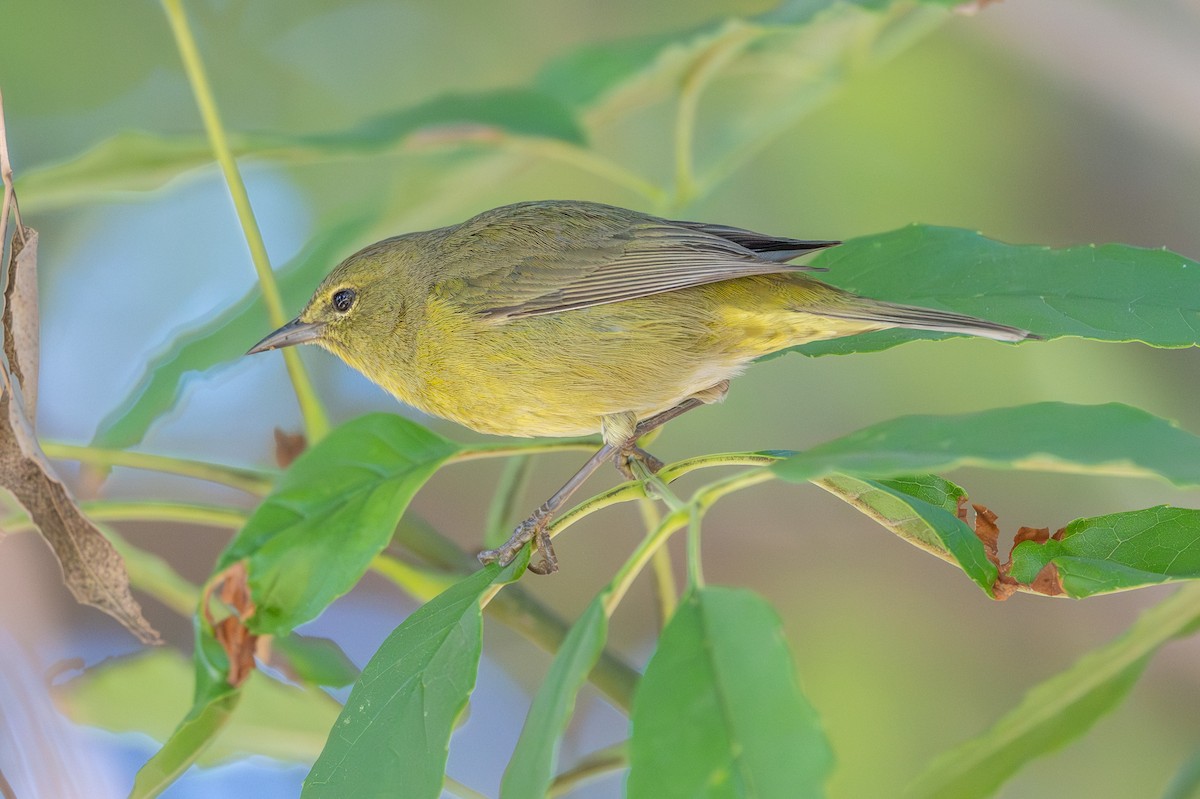 Orange-crowned Warbler - ML646327596
