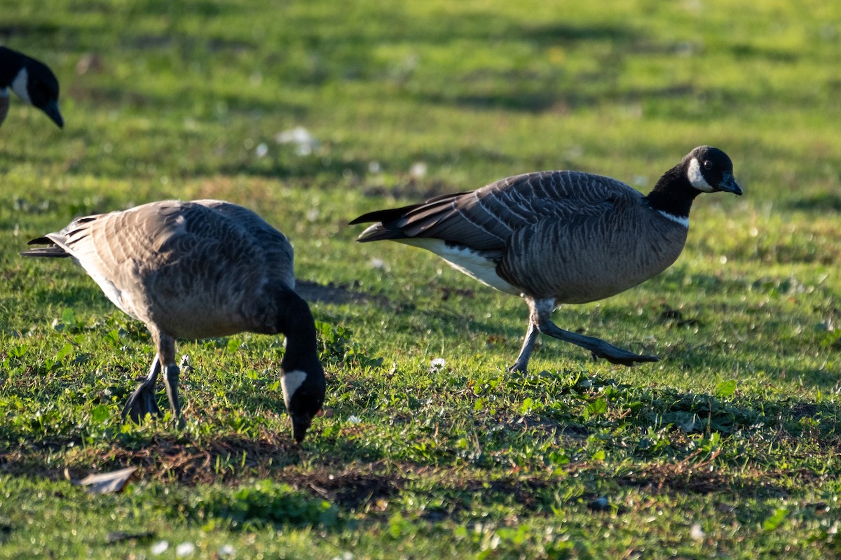 小加拿大雁 - ML646327601