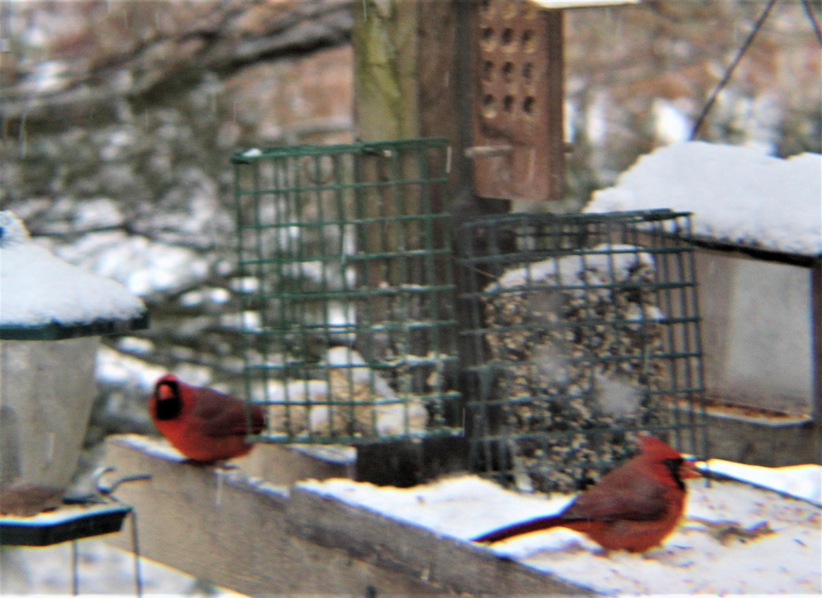 Cardinal rouge - ML646327602