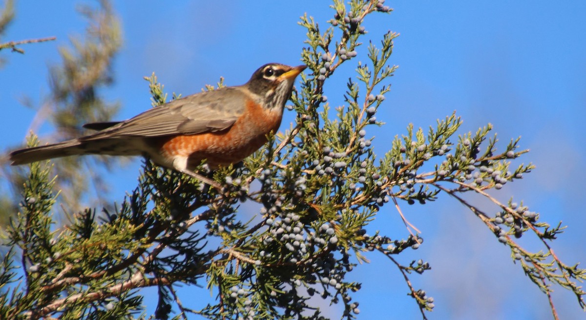 American Robin - ML646327605