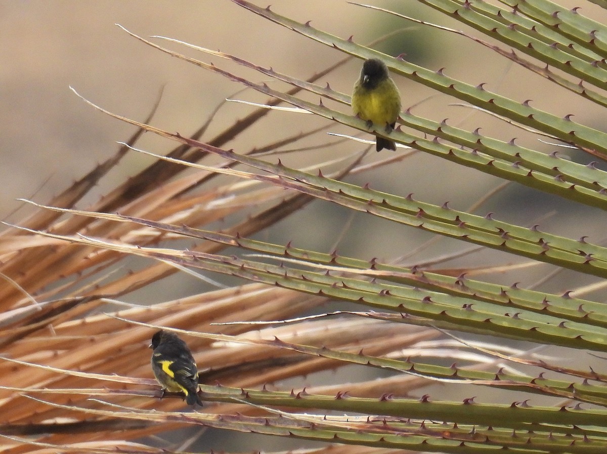 Black Siskin - ML646327606