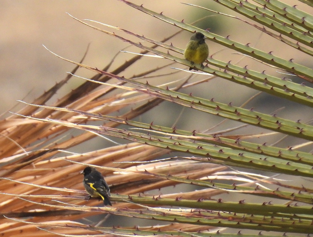 Black Siskin - ML646327607