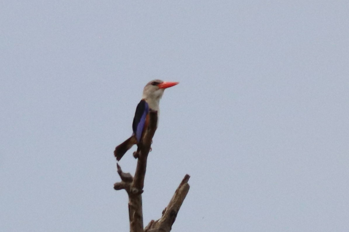 ledňáček šedohlavý - ML646327610