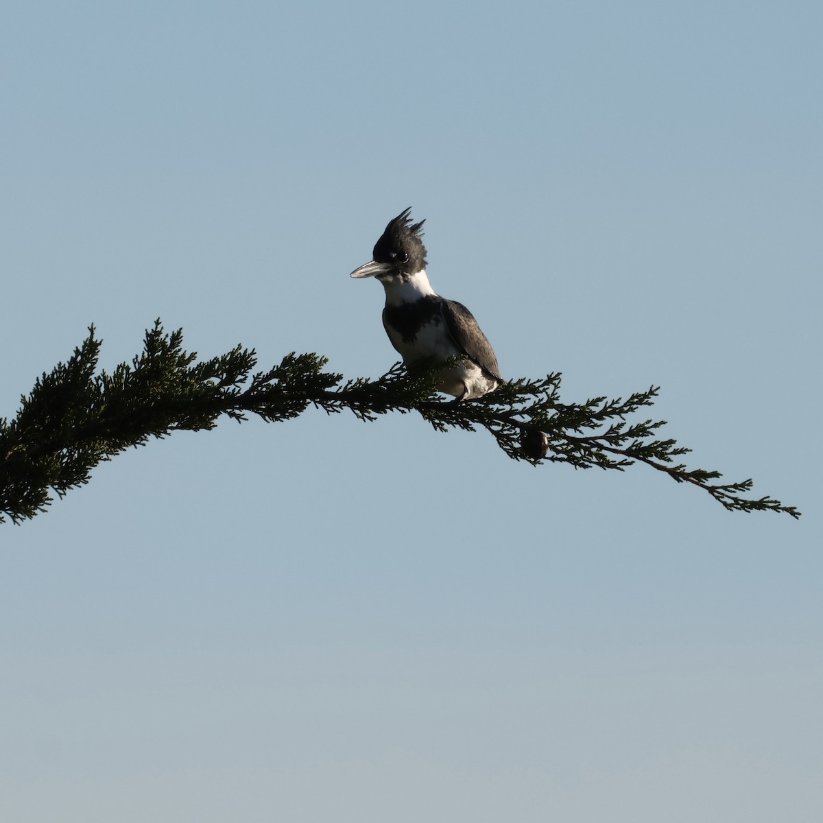 rybařík pruhoprsý - ML646327612