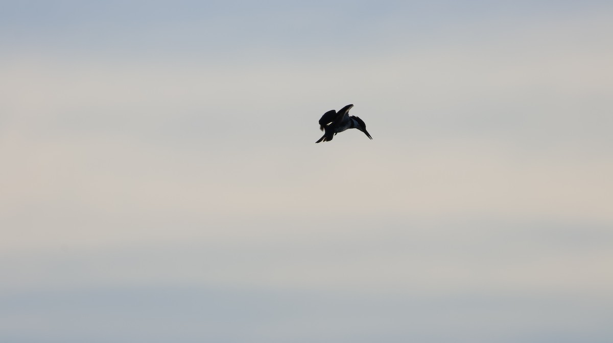 rybařík pruhoprsý - ML646327613