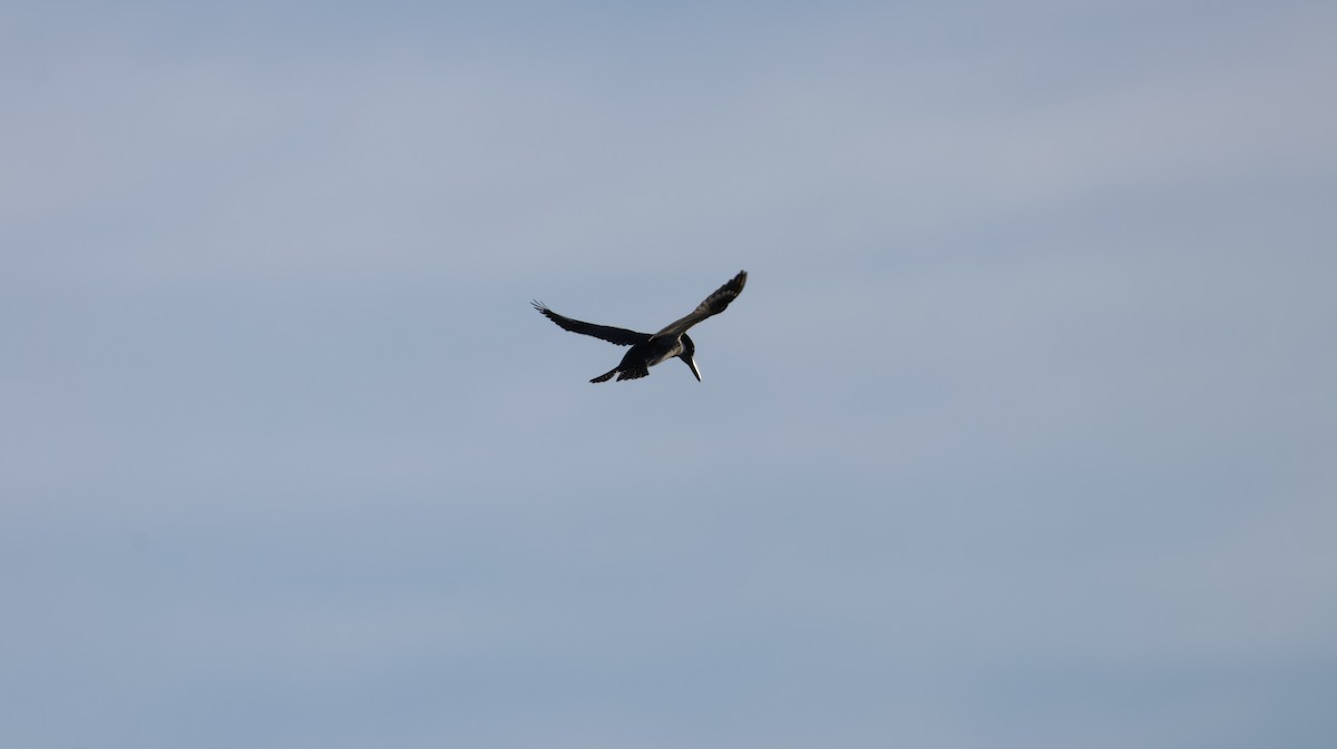 rybařík pruhoprsý - ML646327614