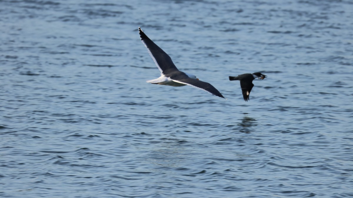 rybařík pruhoprsý - ML646327615