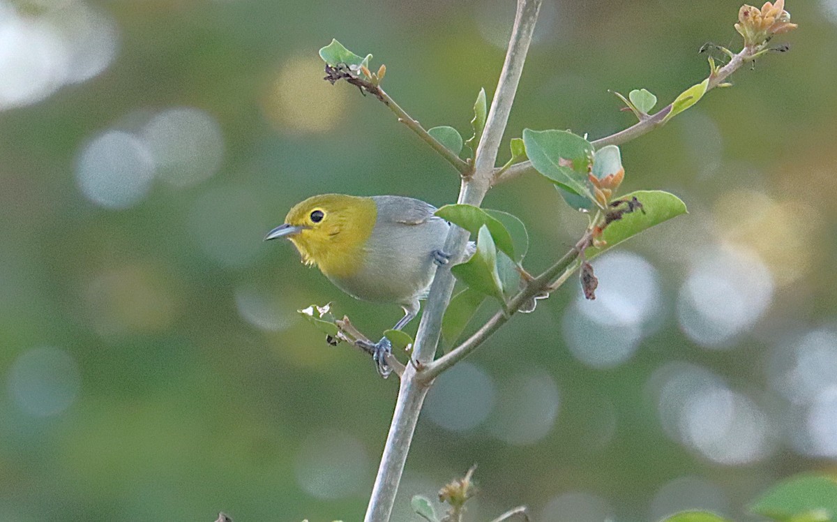Yellow-headed Warbler - ML646327644