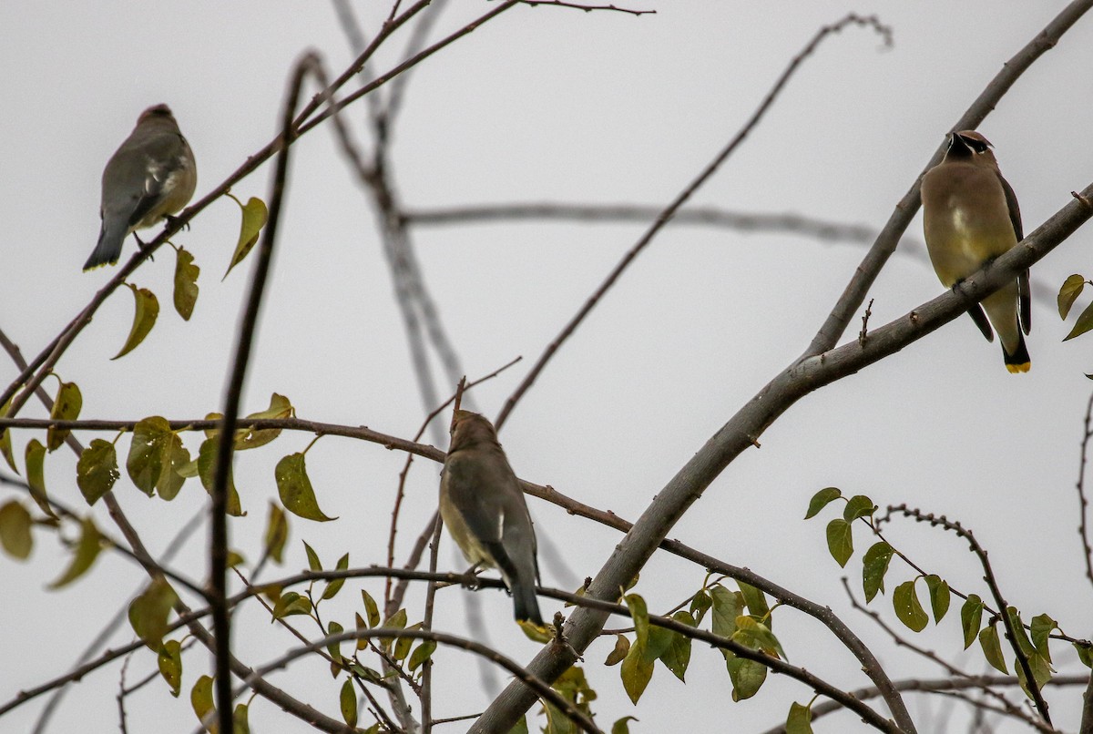 brkoslav americký - ML646327646