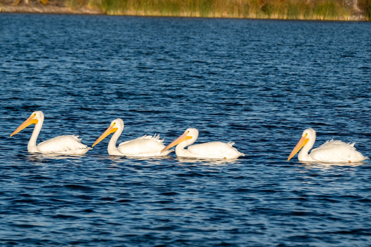 American White Pelican - ML646327647