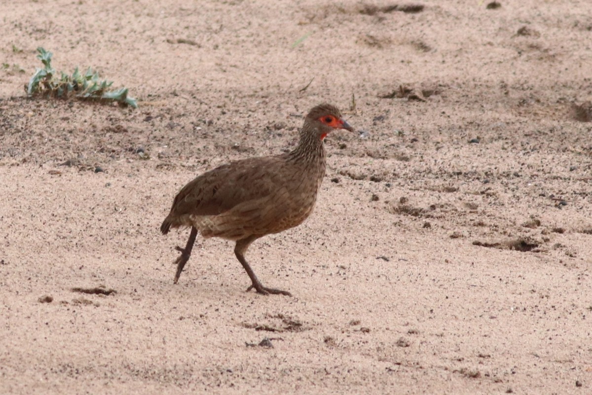 Dere Turacı - ML646327652