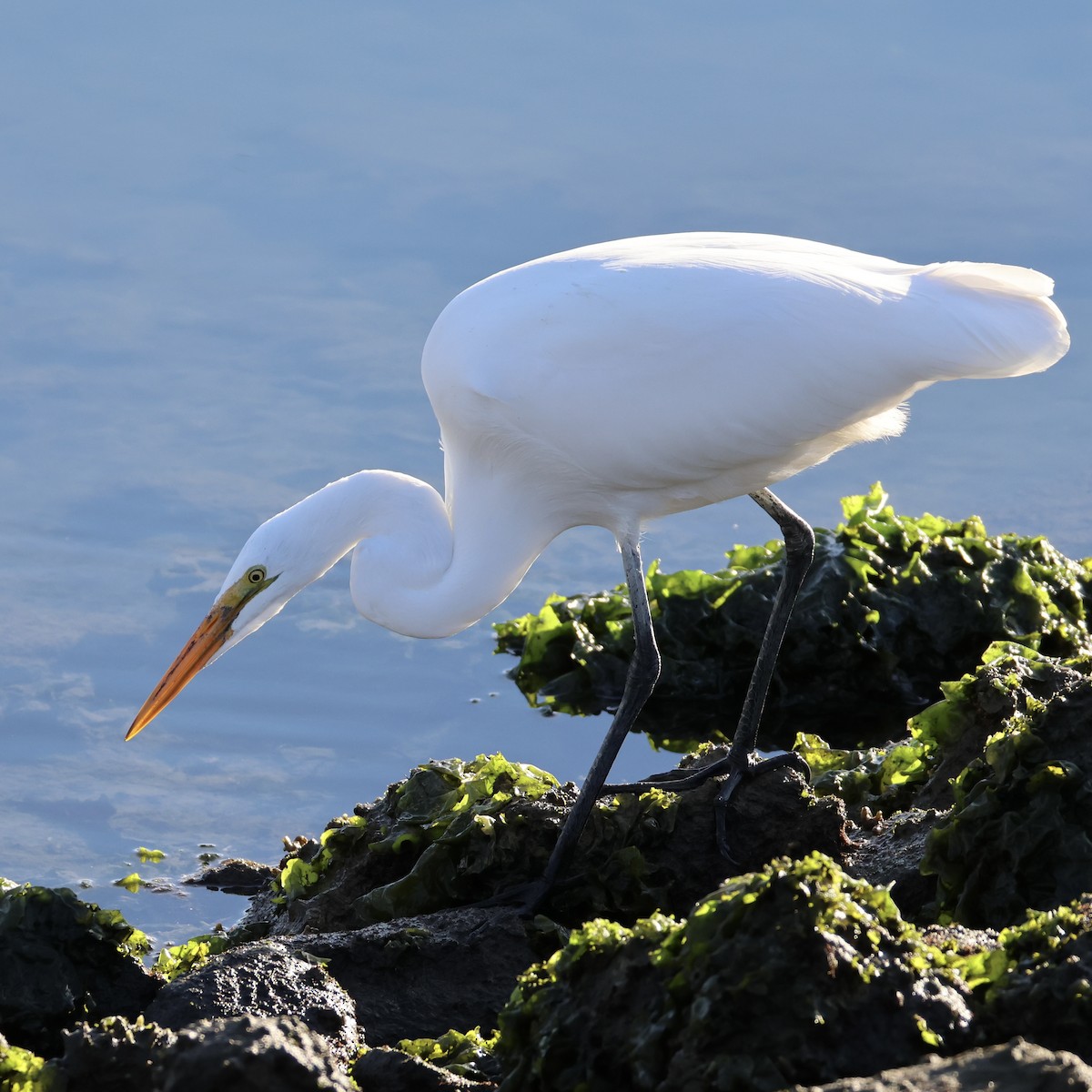 Great Egret - ML646327654