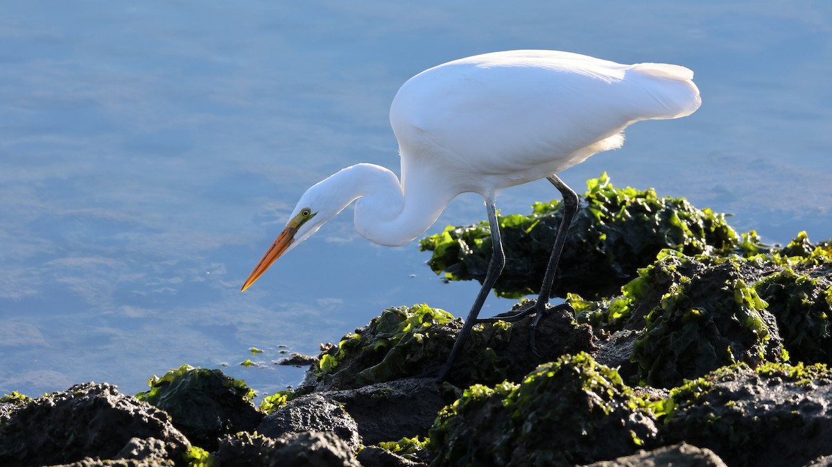 Great Egret - ML646327655