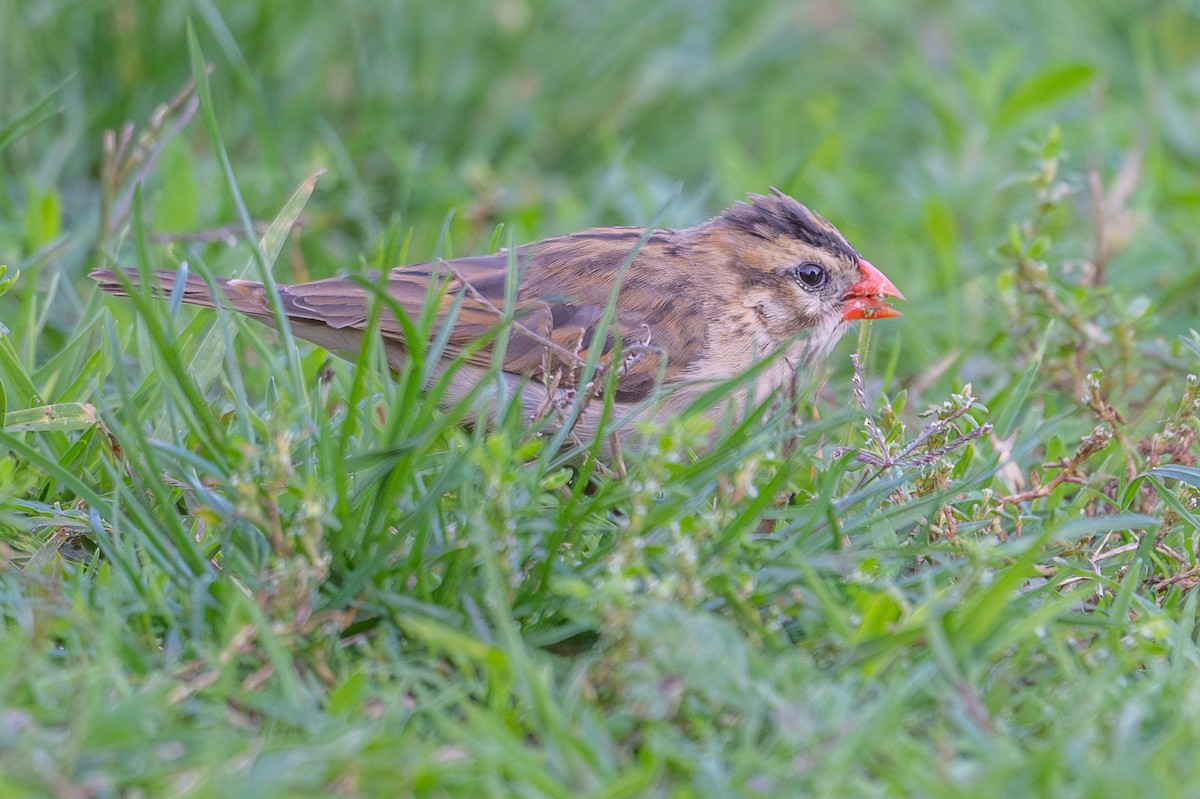 Pin-tailed Whydah - ML646327656