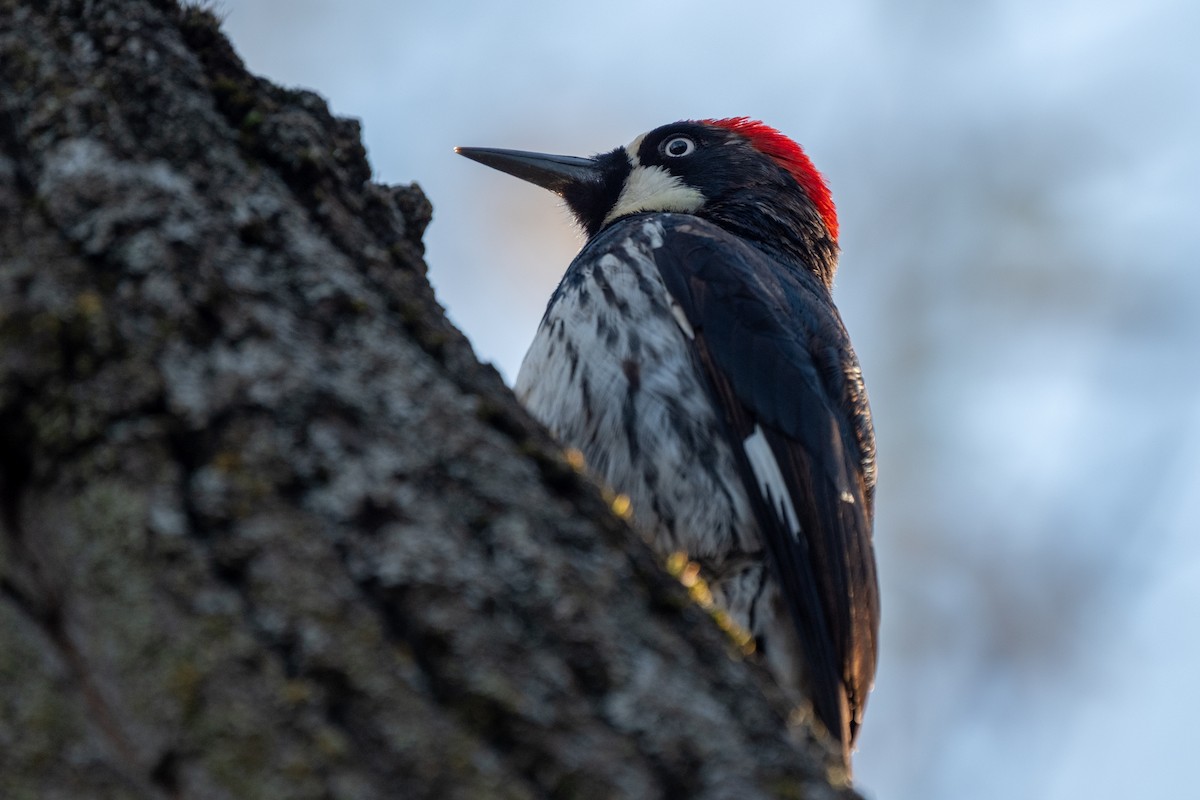 Acorn Woodpecker - ML646327657