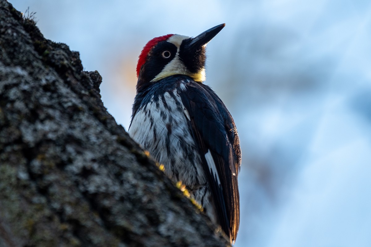 Acorn Woodpecker - ML646327658