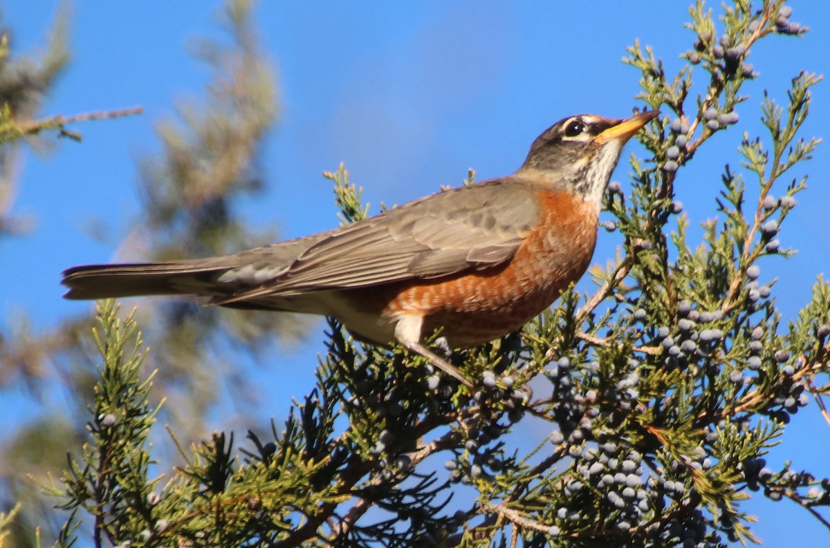 American Robin - ML646327659