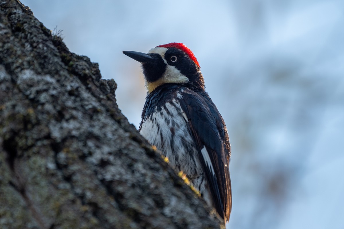 Acorn Woodpecker - ML646327660